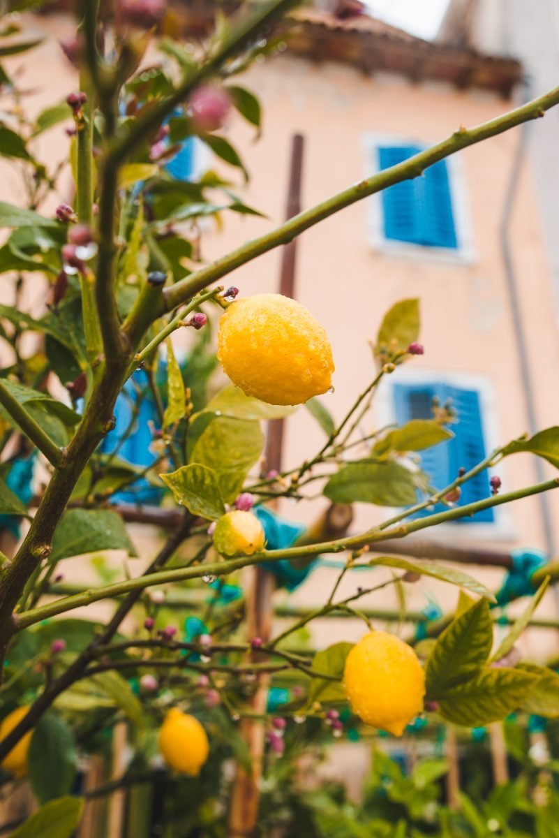 Amalfi lemon tree with fruit