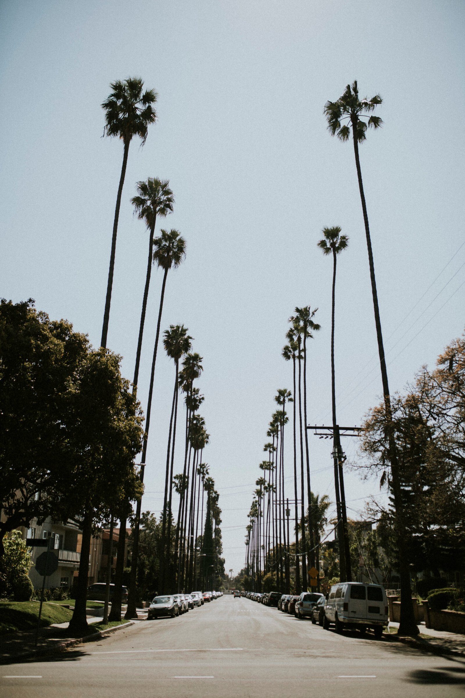 Palm tree lined boulevard in Los Angeles California