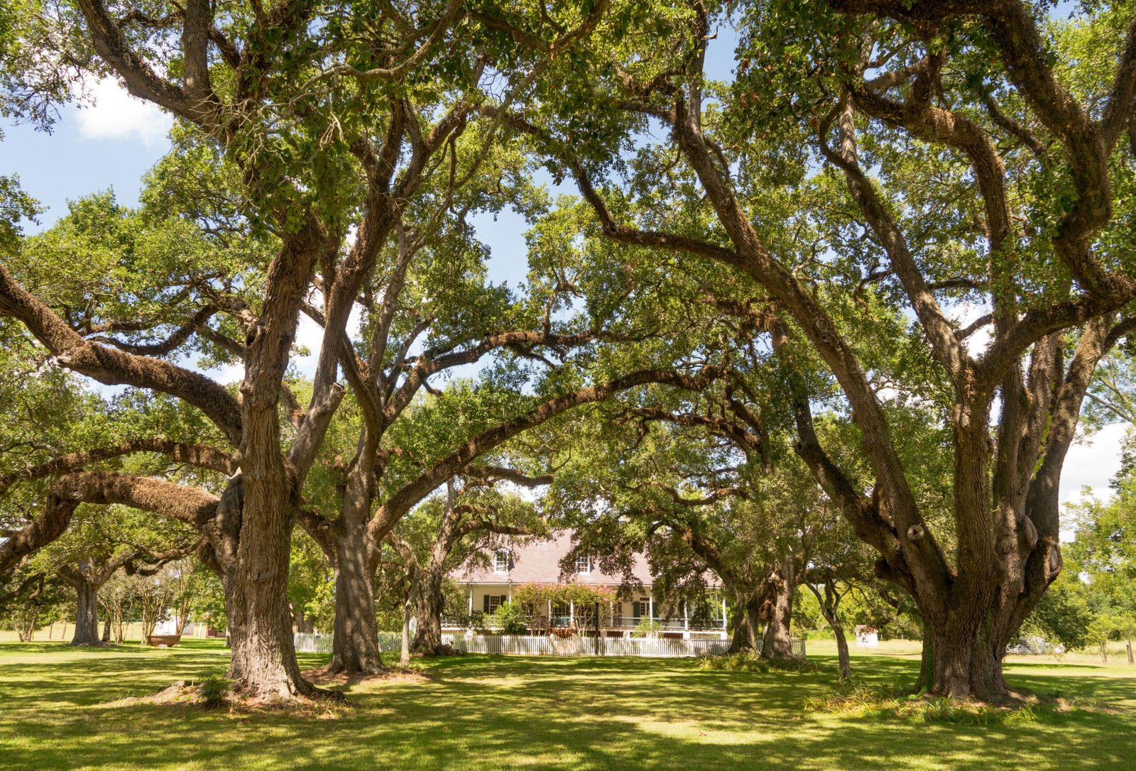 Old growth oak trees shading plantation house in rural Louisiana