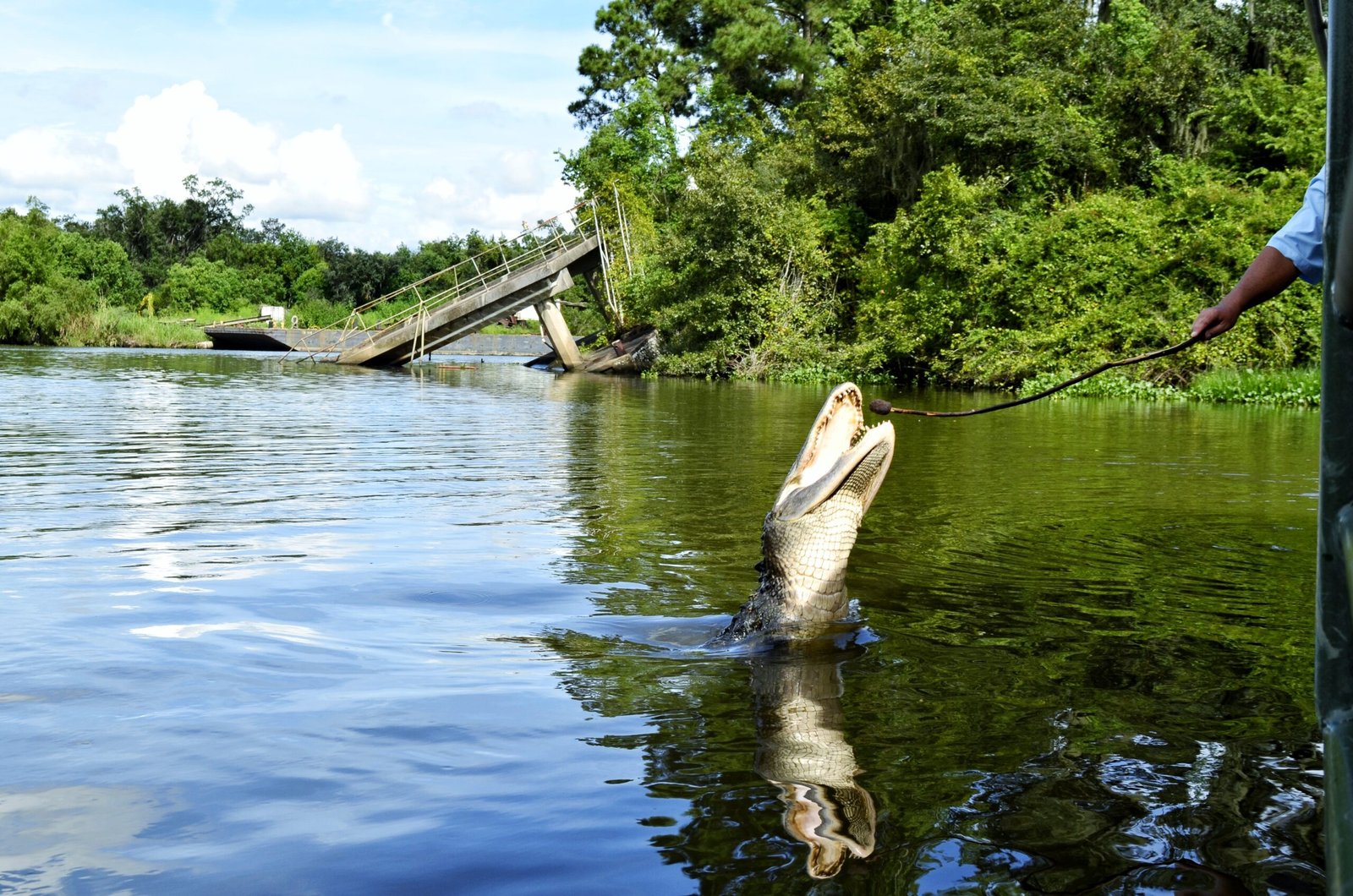 An alligator in a Louisiana swamp river, a popular tour destination near New Orleans