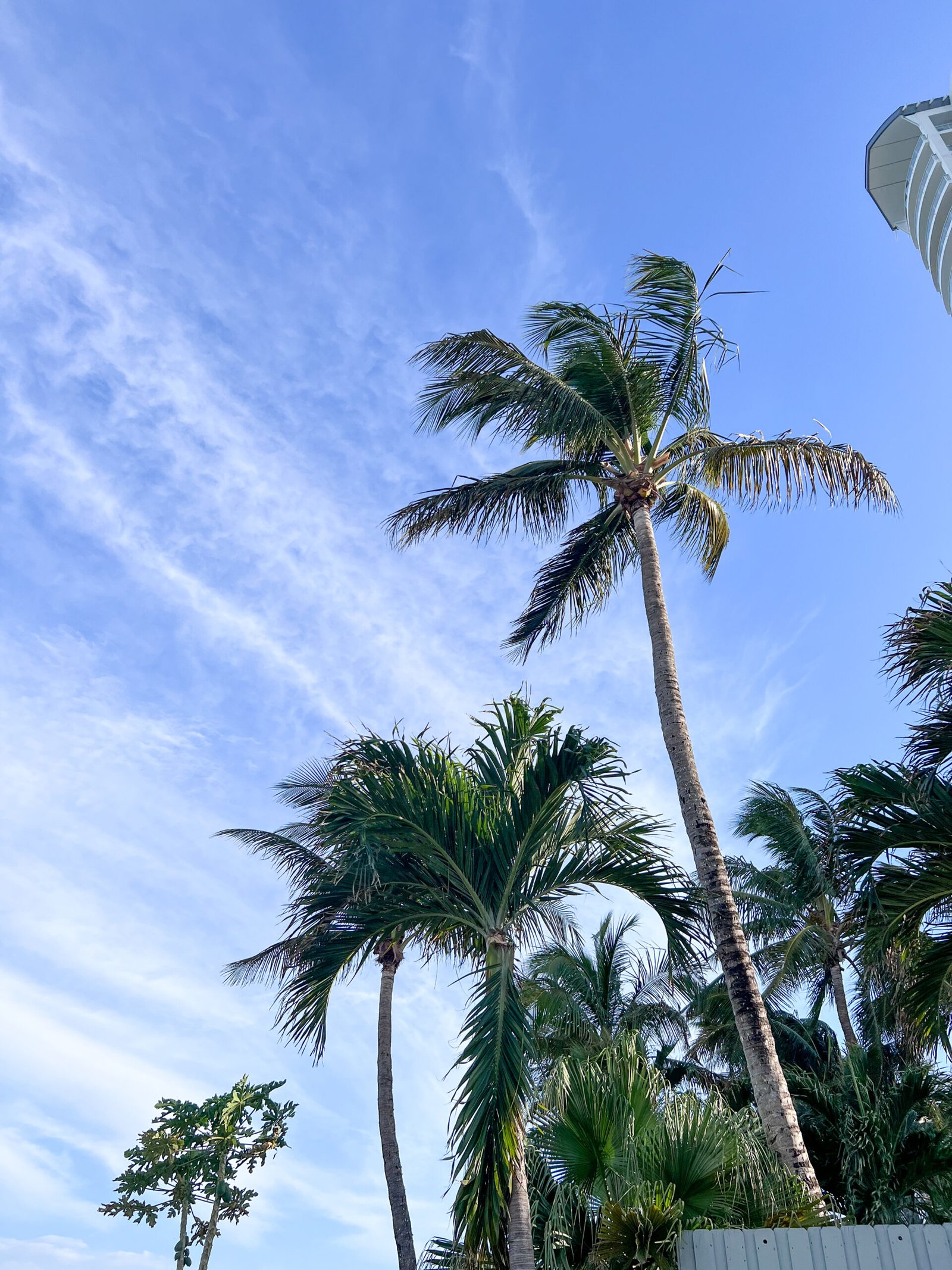 Miami Beach with palm trees along the shore