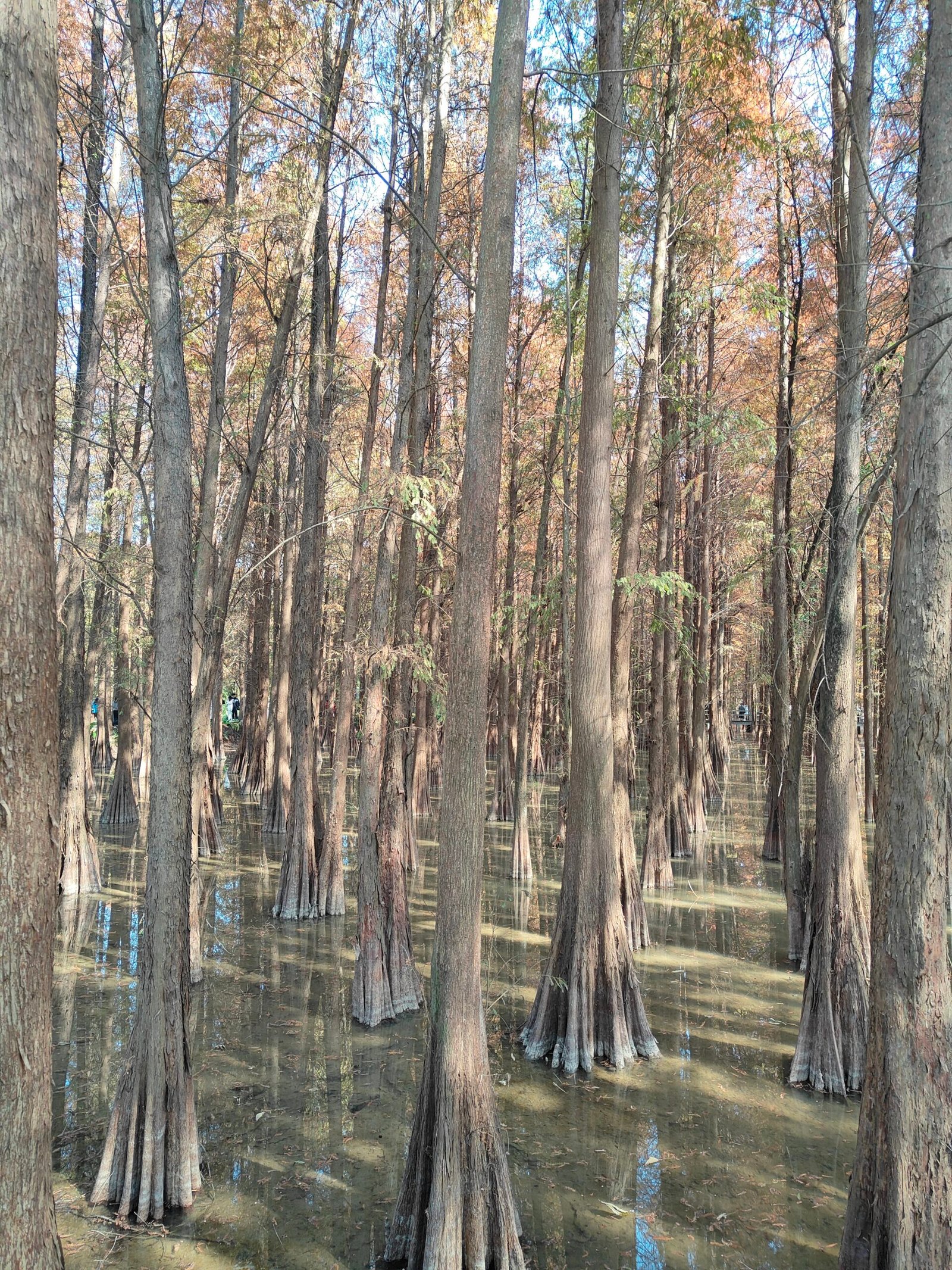 Cypress trees rising from a Louisiana swamp near New Orleans