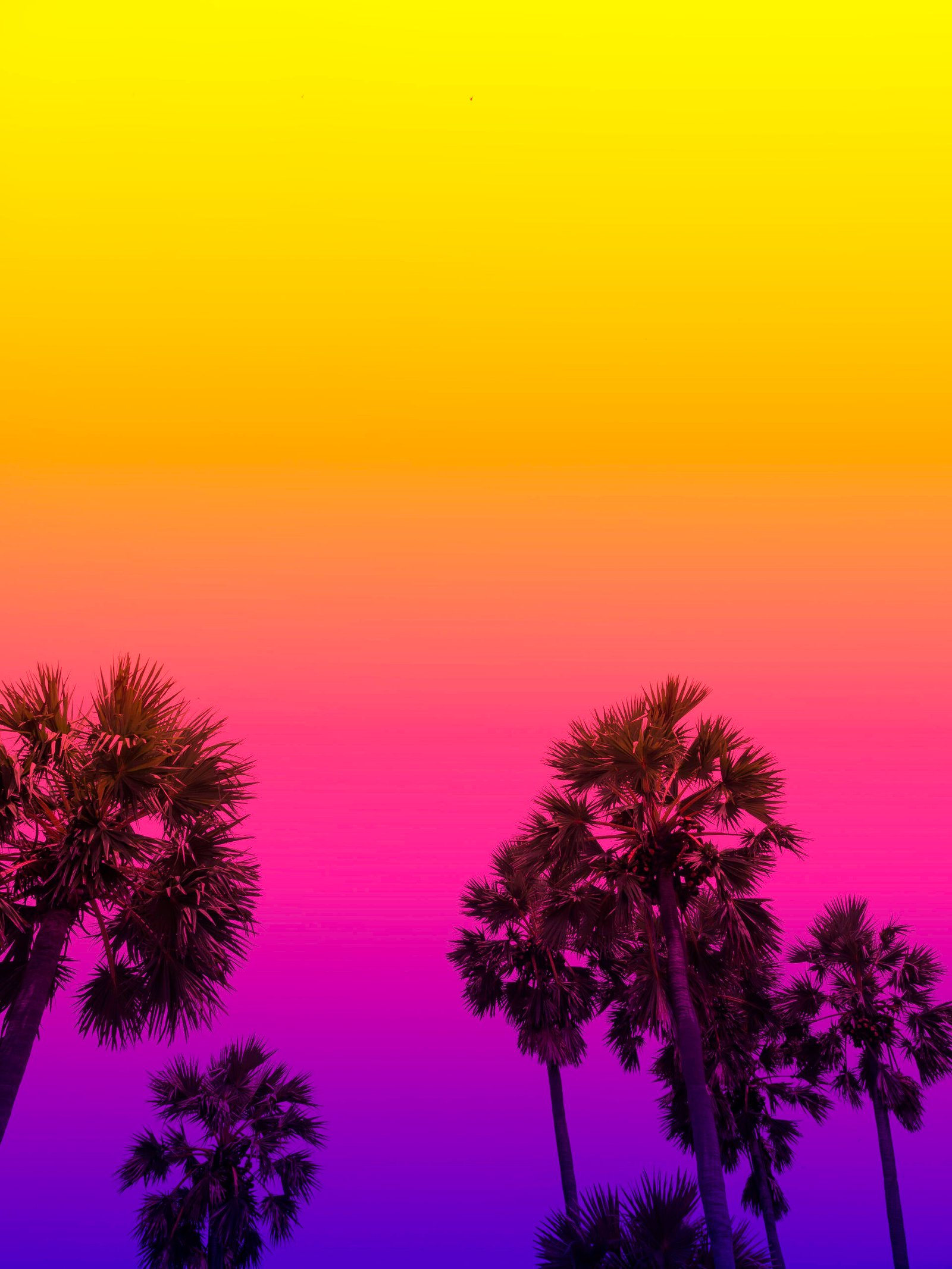 Coconut palm trees silhouette against colorful sky