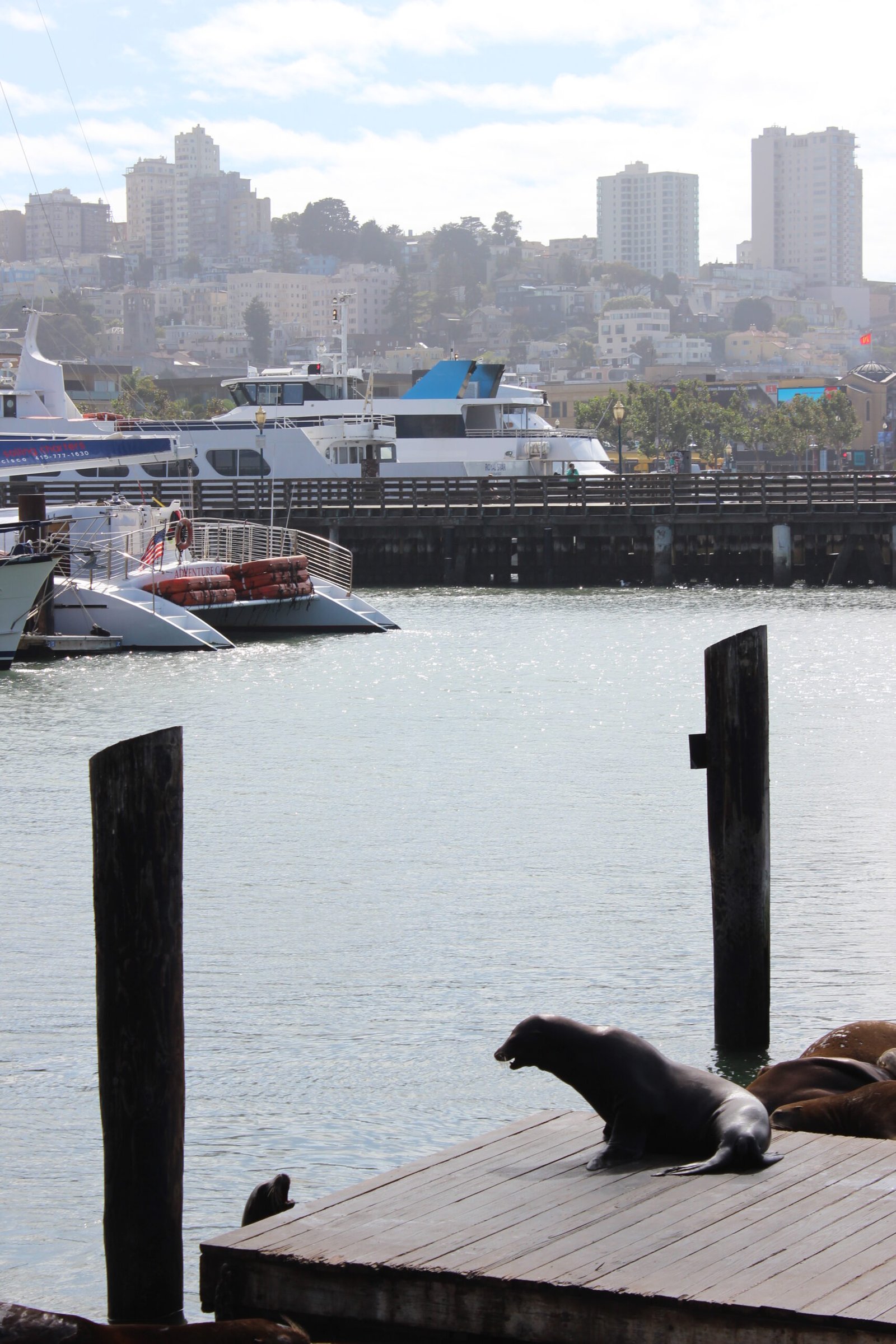 Sea lions resting on Pier 39 in San Francisco