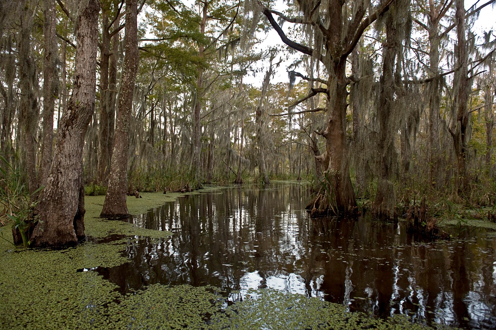 Swamp near New Orleans Louisiana with cypress trees