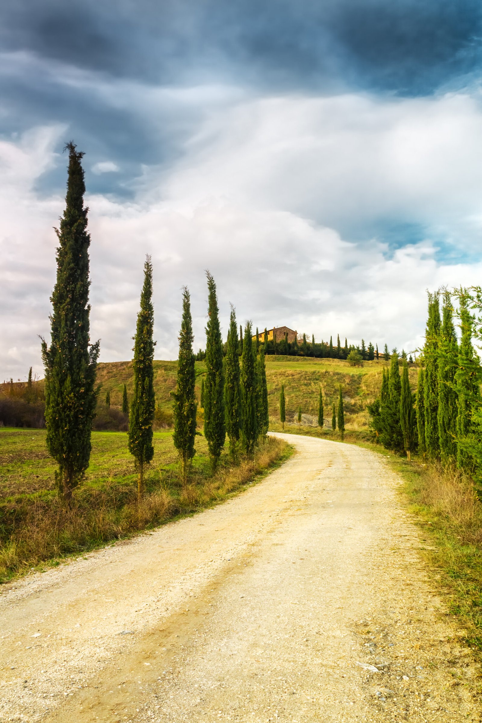 A cypress tree avenue leading to a farm in the Val dOrcia region of Tuscany