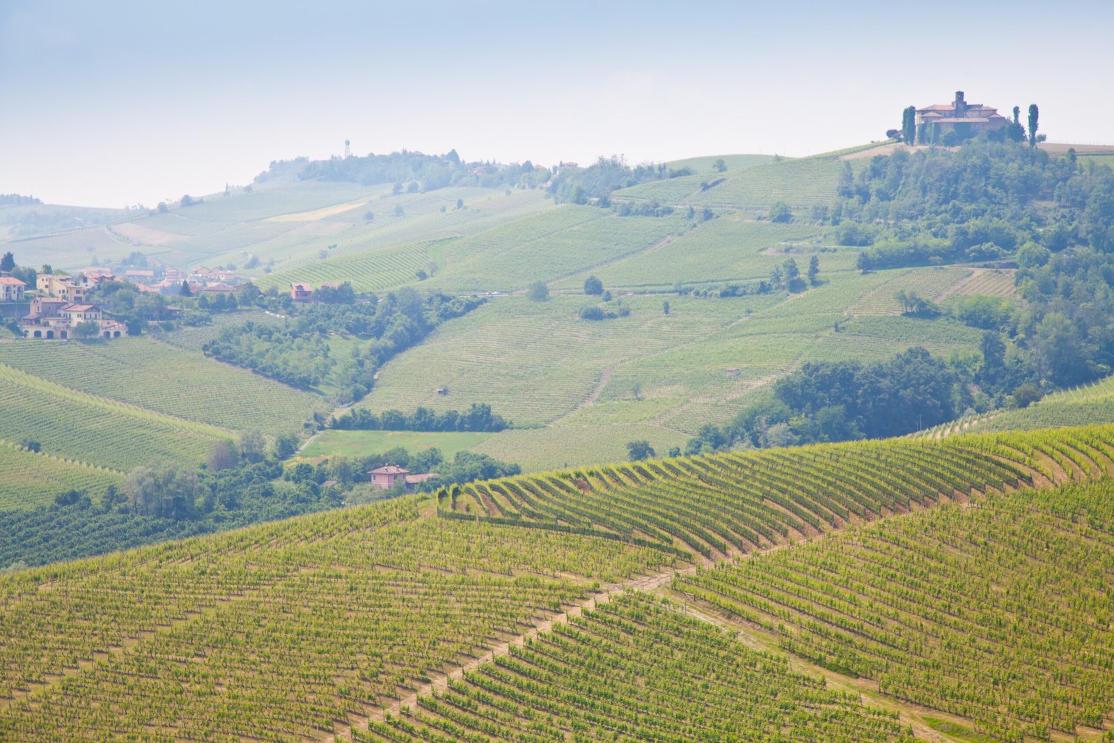 Vineyard rows in the Tuscan countryside, one of Italy's most famous wine regions