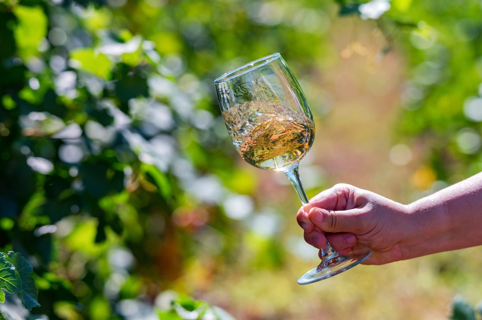 A hand holding a glass of white wine next to grapes in a vineyard