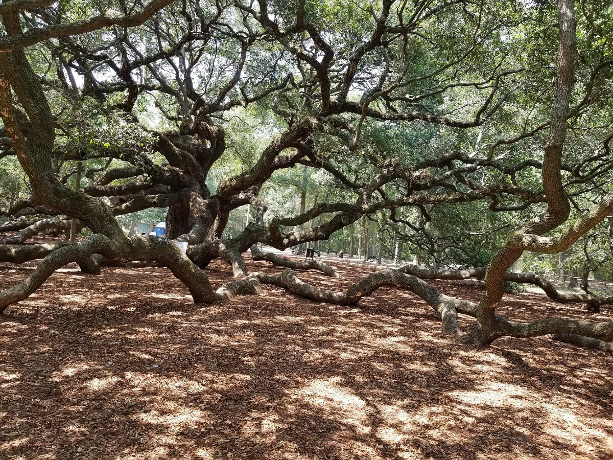 The Angel Oak on Johns Island, centuries old and impossibly wide