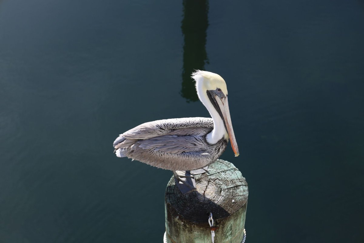 The shallow water off Key Largo at the top of the chain