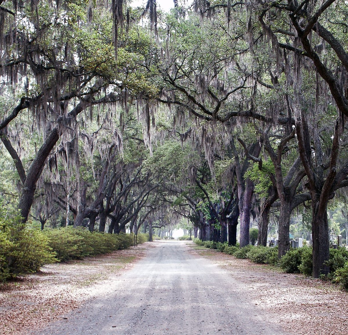 An oak-lined road under Spanish moss in Bonaventure Cemetery, Savannah