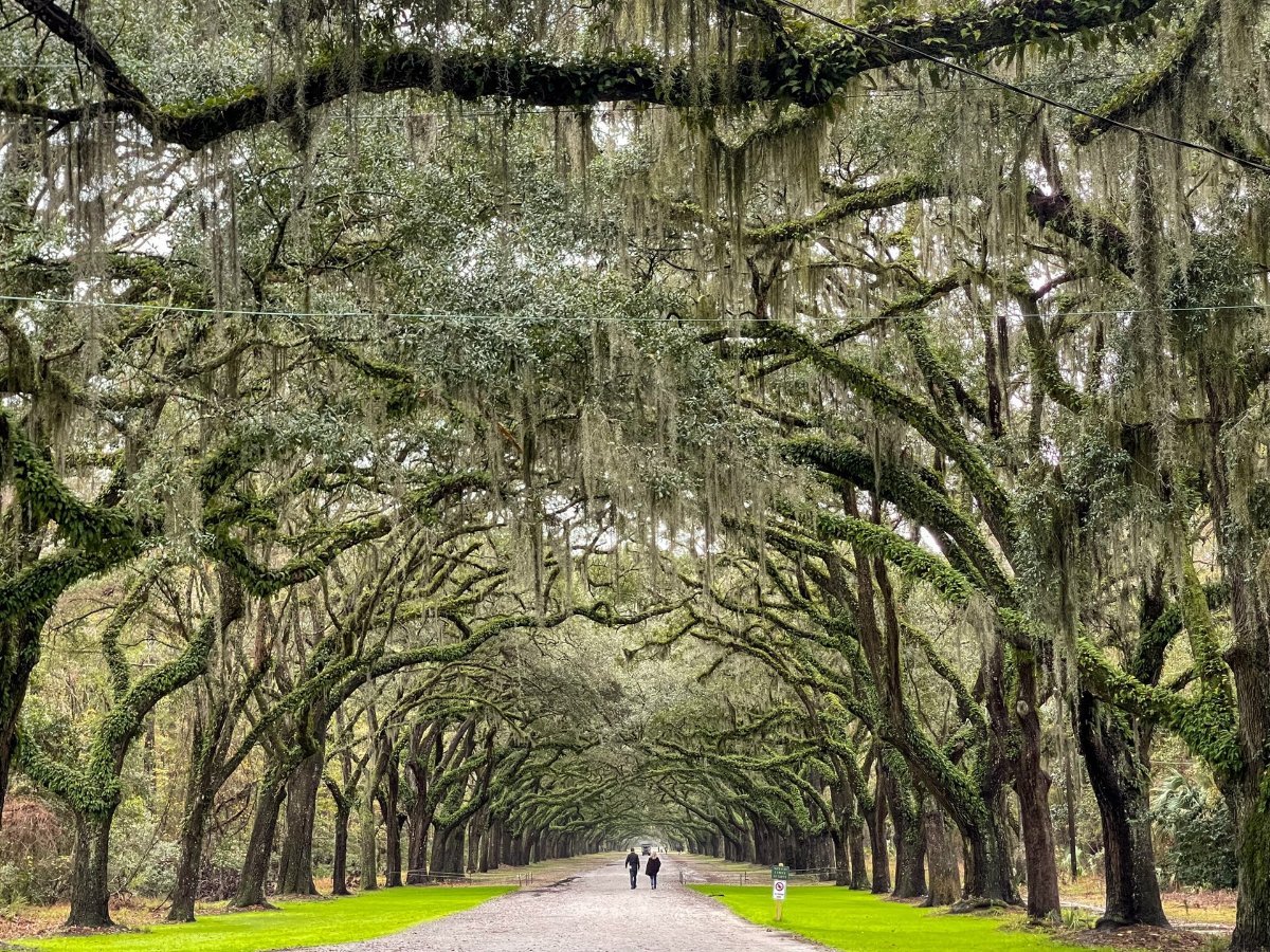 The mile-long oak avenue at Wormsloe Historic Site near Savannah