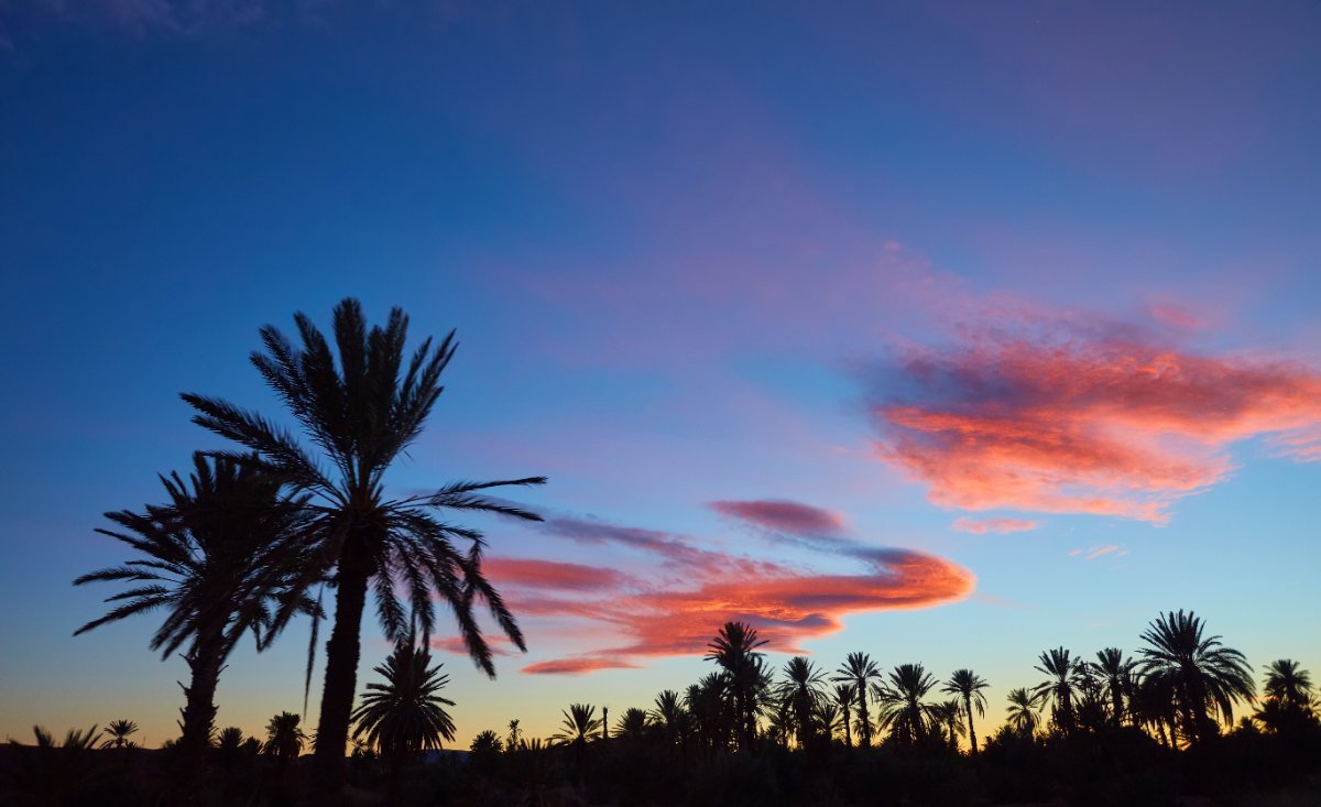 California palms against a desert sunset