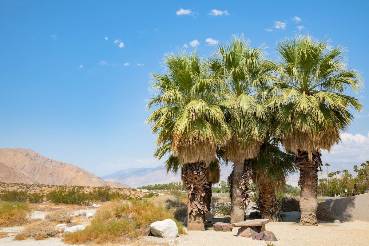 A palm oasis in the canyons above Palm Springs