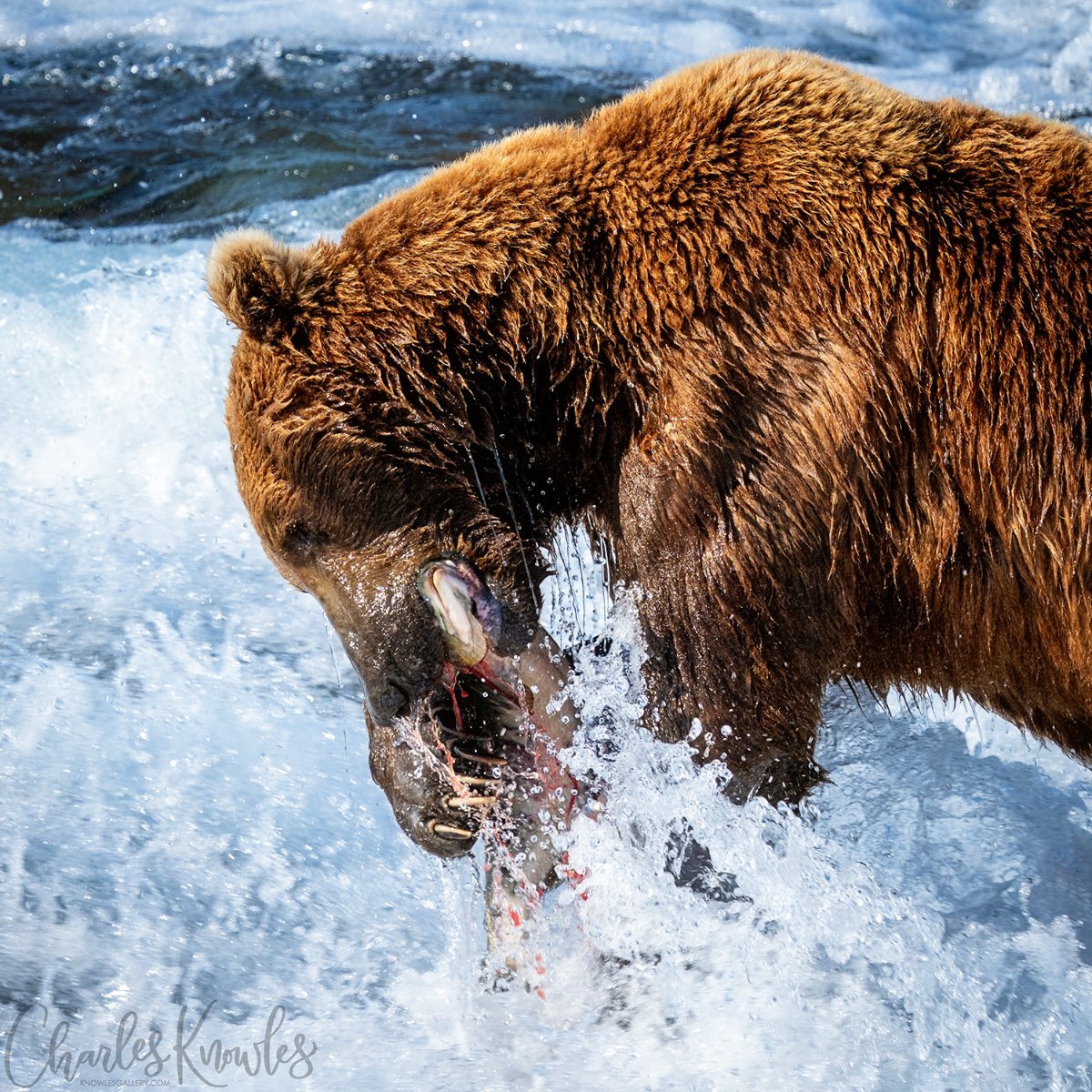 A brown bear fishing for salmon in Alaska