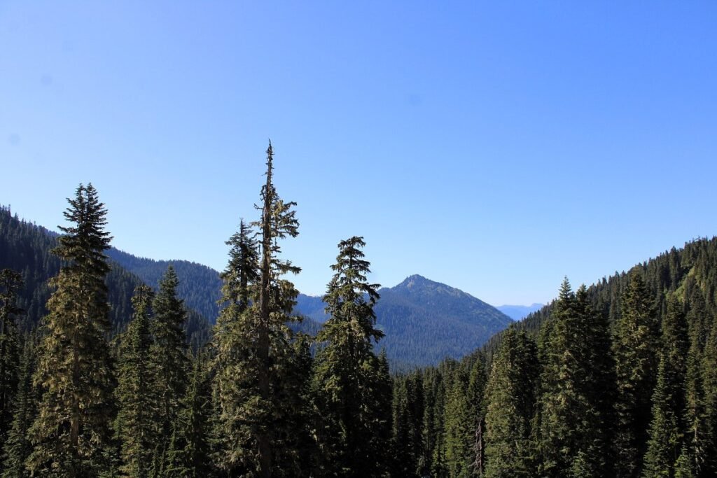Mount Rainier rising over meadows in Washington state