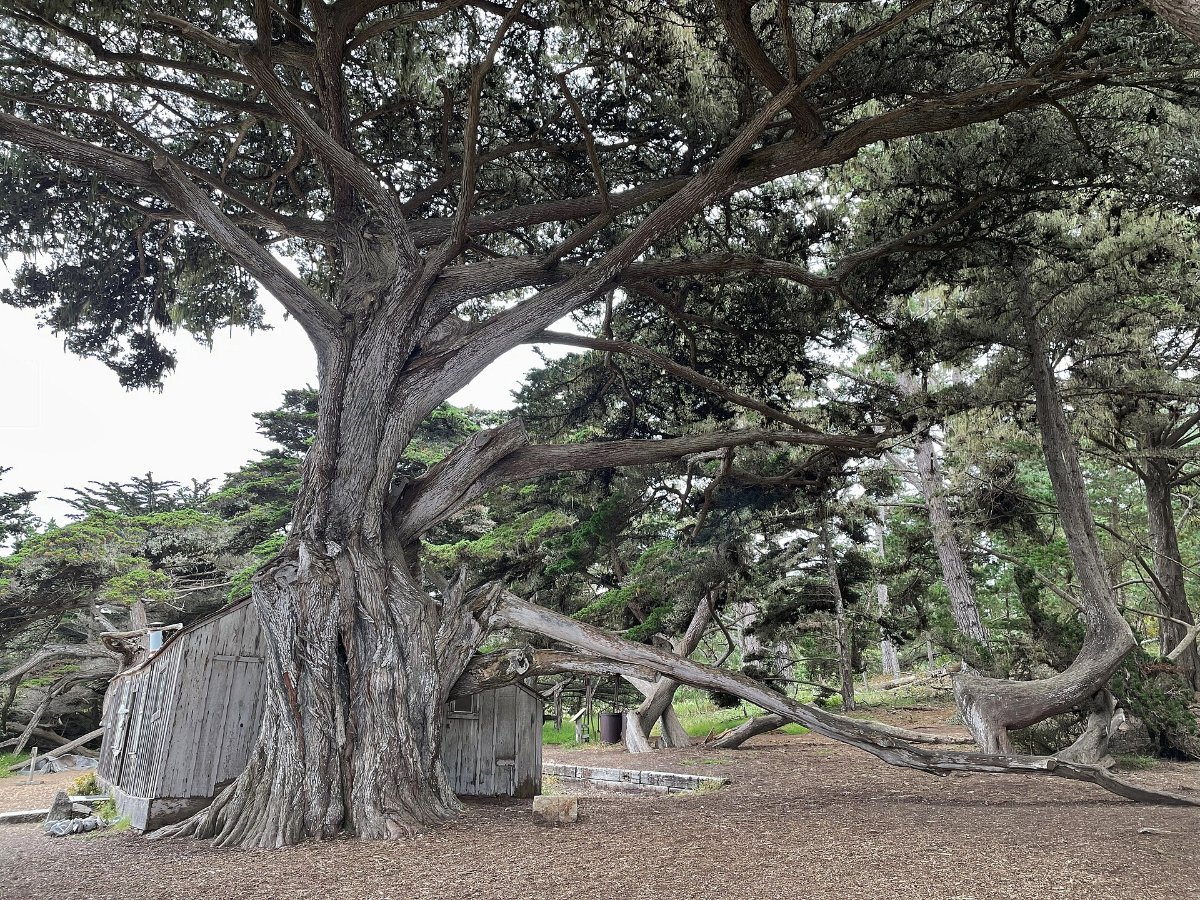A Monterey cypress at Point Lobos, just north of Big Sur