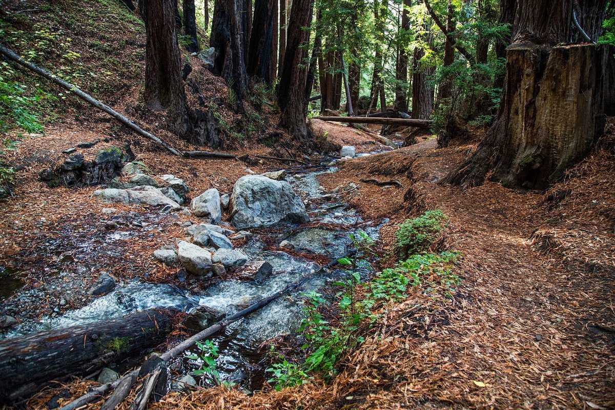 Redwoods in the valleys behind the Big Sur coast