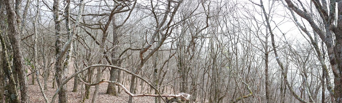 The high balds of Craggy Gardens north of Asheville