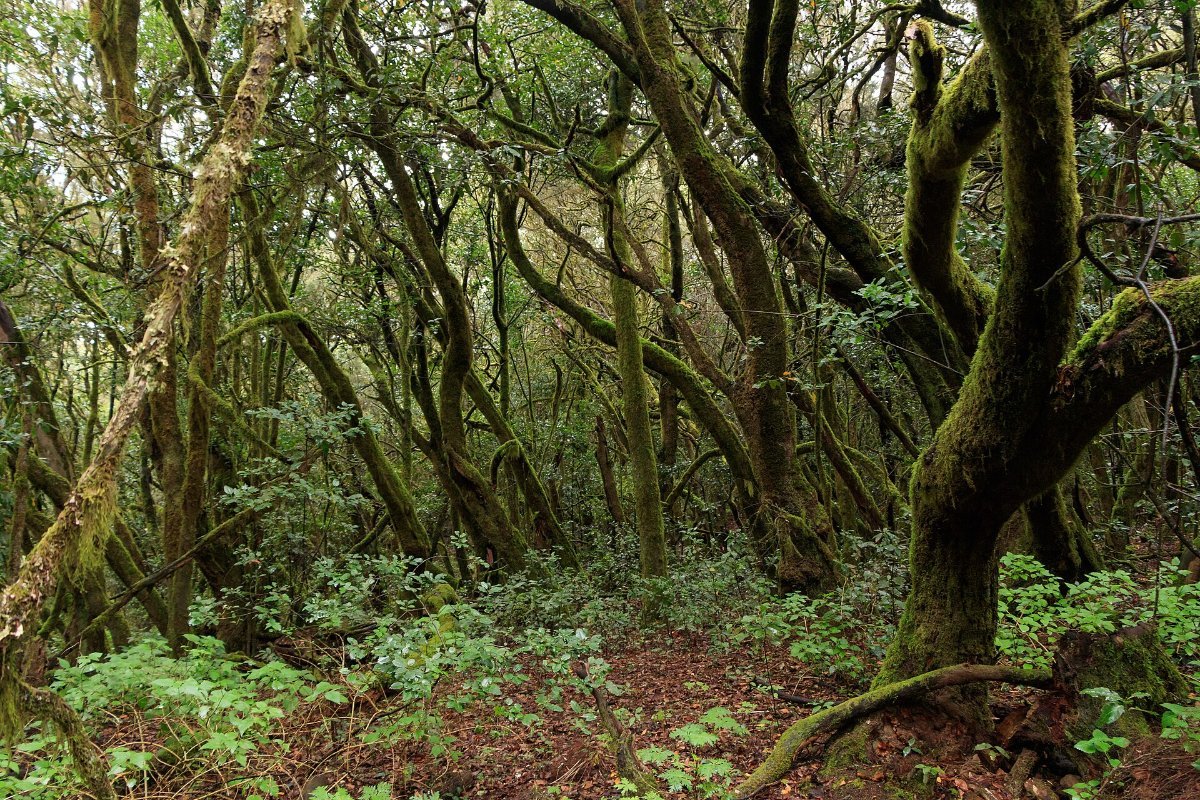 The laurel forest of Garajonay on La Gomera
