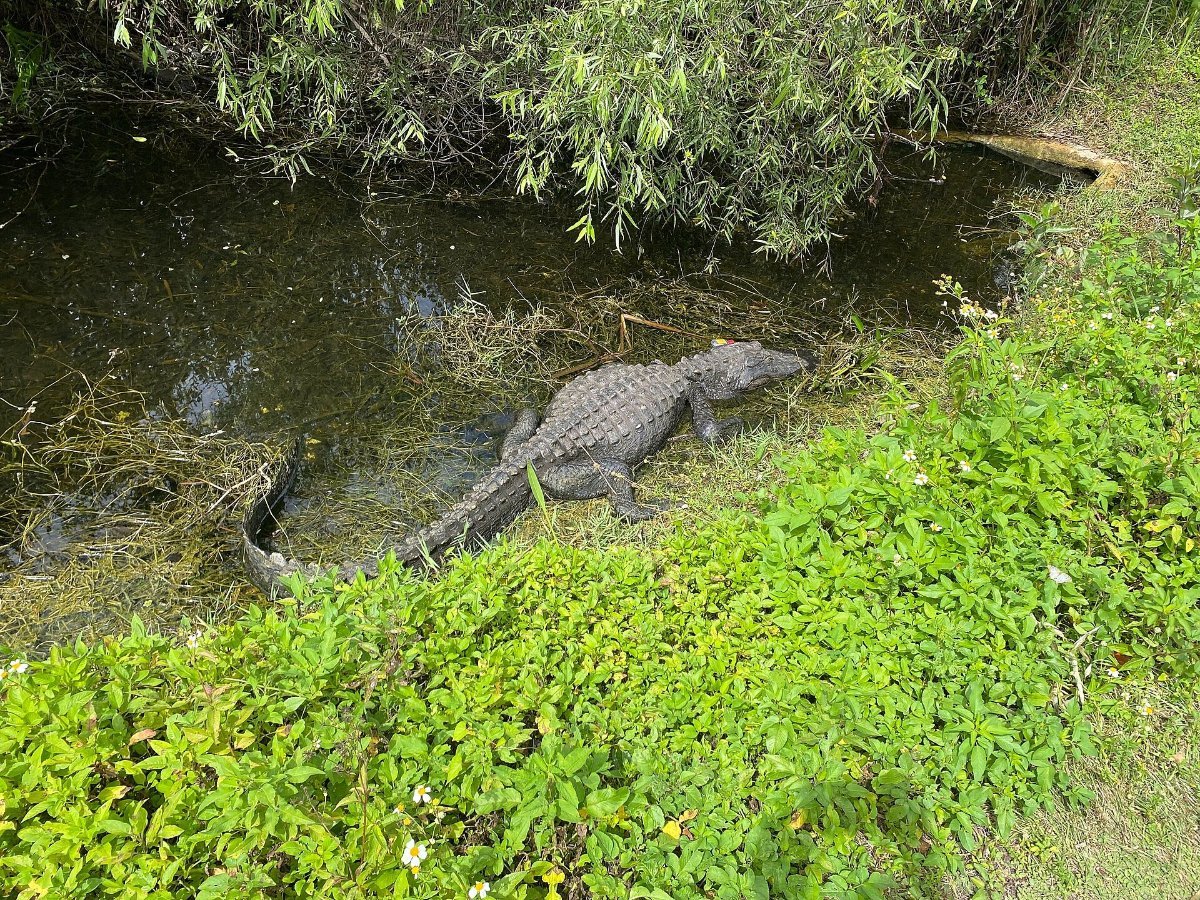 An American alligator at Shark Valley in Everglades National Park