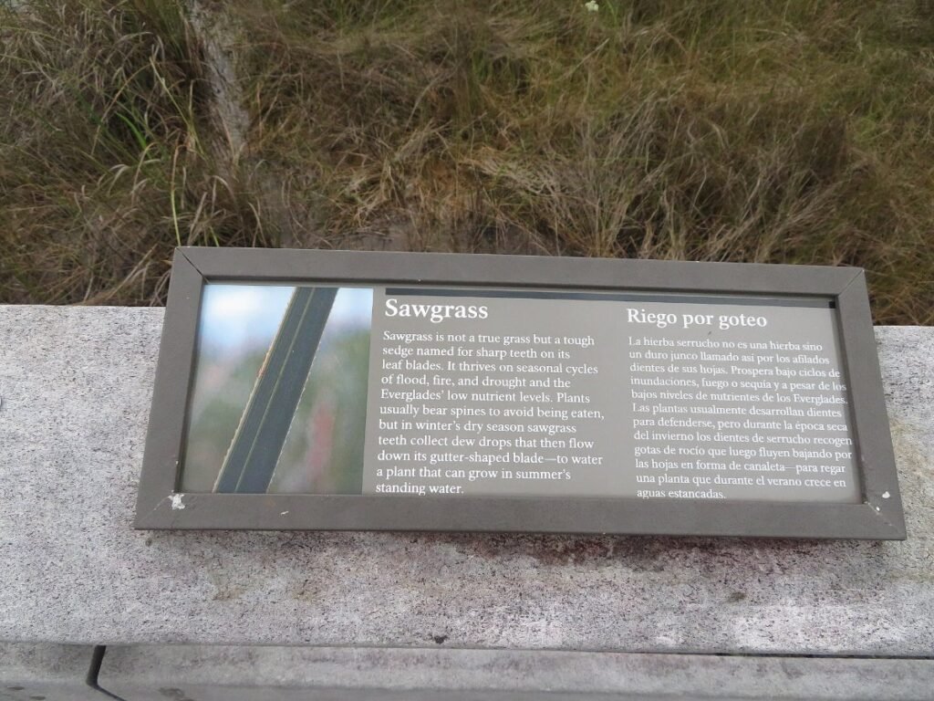 The sawgrass wetlands of Everglades National Park, Florida