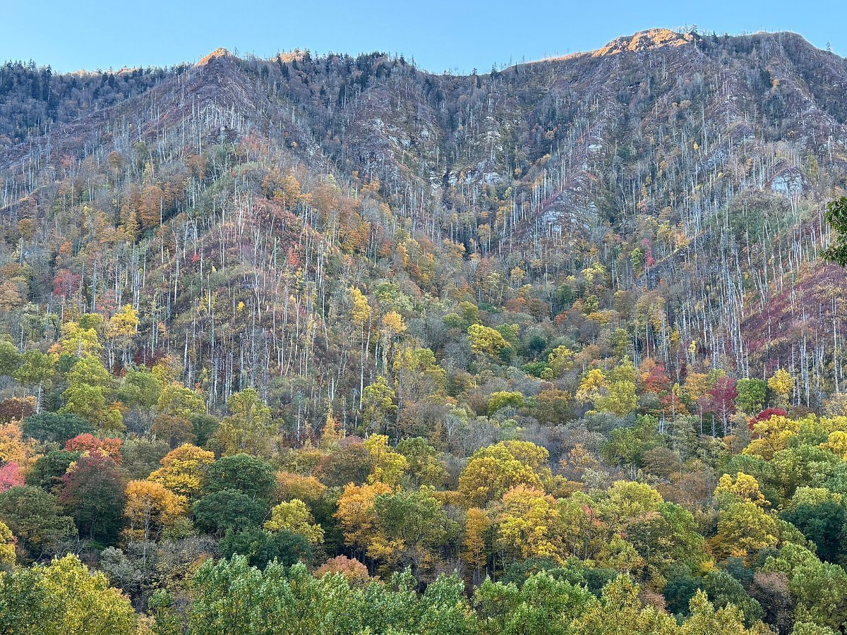 Newfound Gap Road, which crosses the park from Tennessee into North Carolina