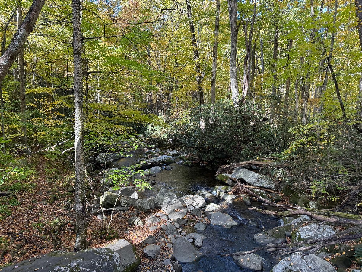 The forest and streams along the Roaring Fork Motor Nature Trail