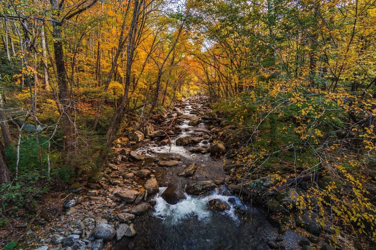 Autumn colour spreading down the slopes of the Smokies