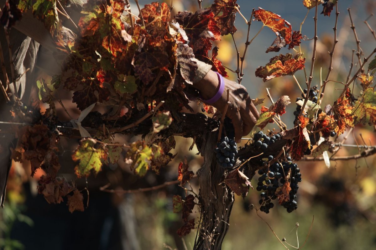 The grape harvest in an Italian vineyard