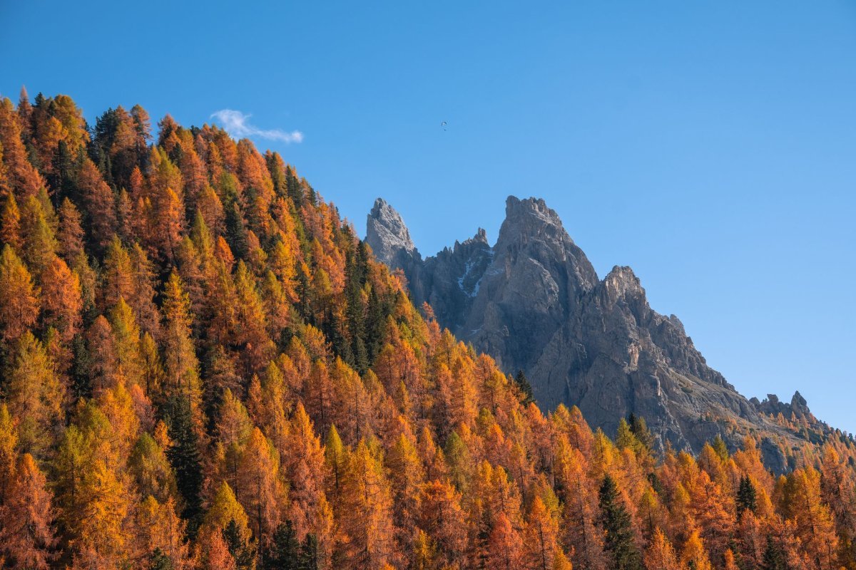 Larches turning gold in the Dolomites