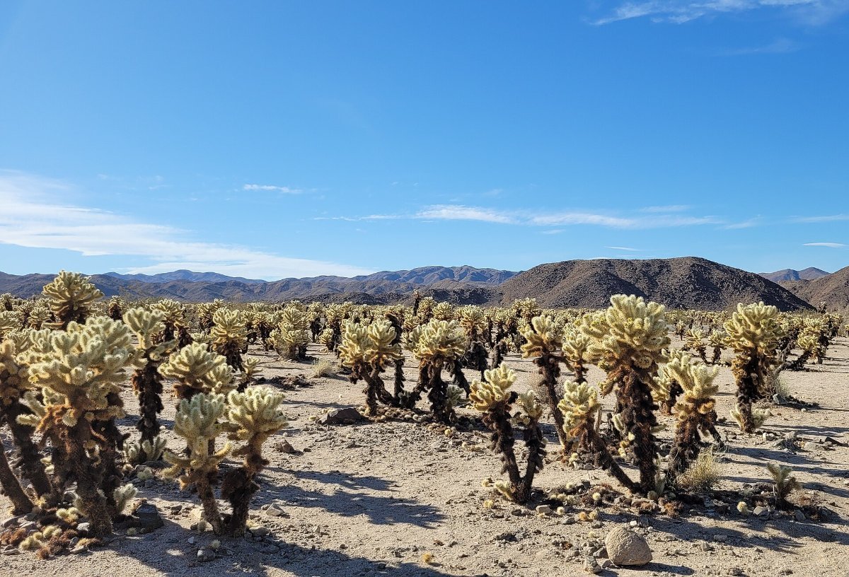The Cholla Cactus Garden in Joshua Tree