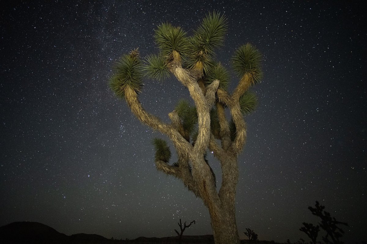 The night sky over Joshua Tree National Park