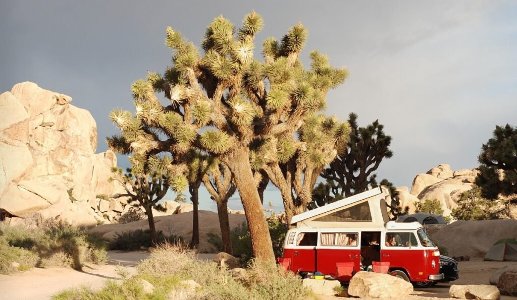 Joshua trees in Joshua Tree National Park, California