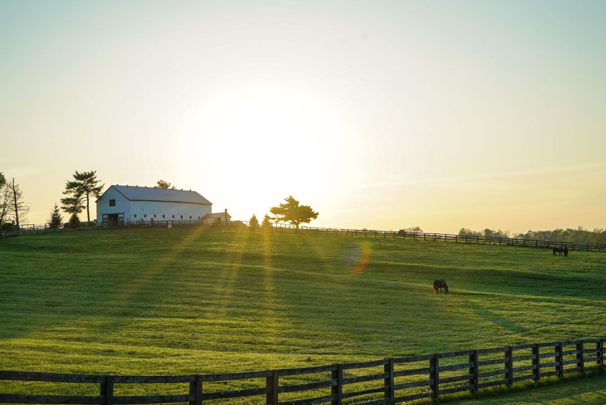 A horse farm in the Kentucky bluegrass country