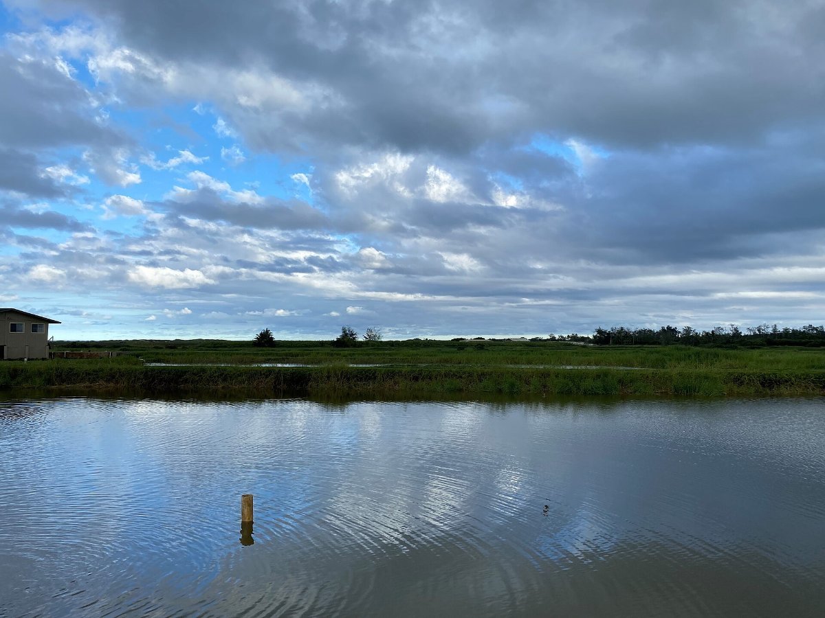 A shrimp farm at Kahuku on Oahu's North Shore