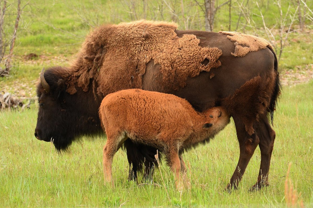 A bison calf with its mother