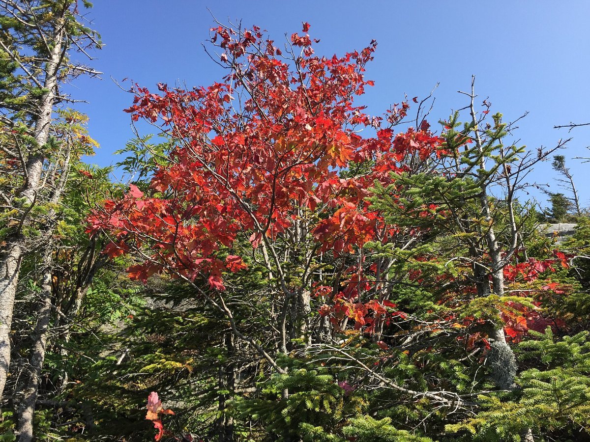 Early autumn colour on the slopes above Stowe, Vermont
