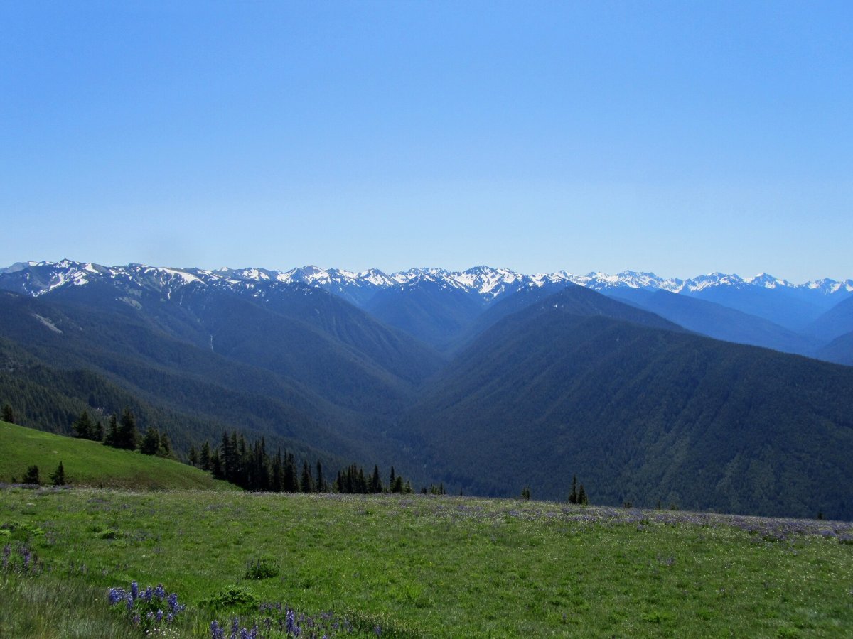 Hurricane Ridge, looking across the Olympic range