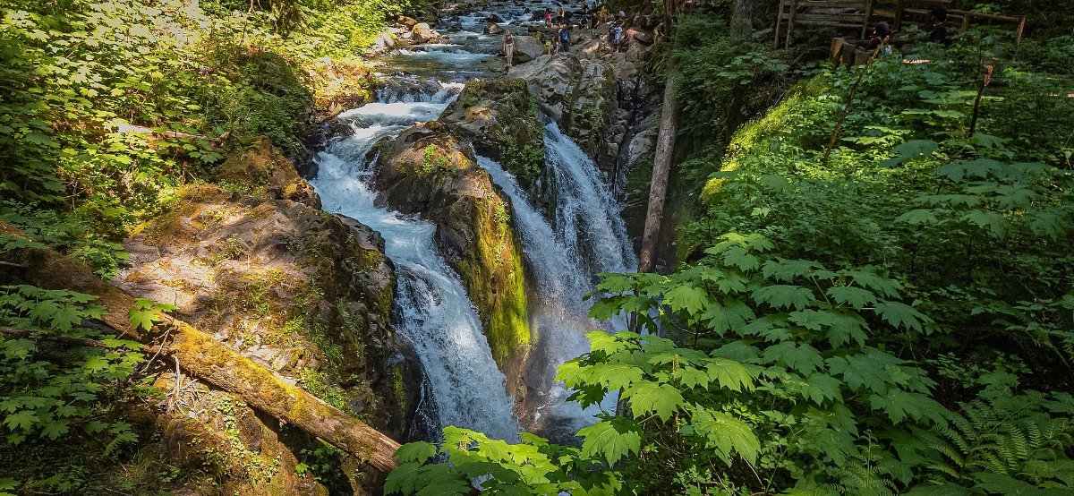 Forest and falling water in the interior of Olympic National Park