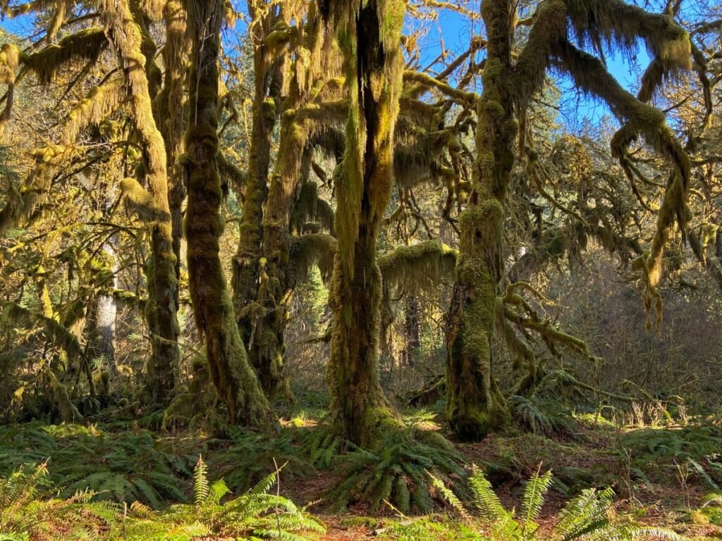 Moss hanging through the Hoh Rain Forest