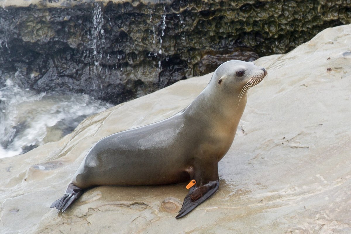 A sea lion on the rocks at La Jolla
