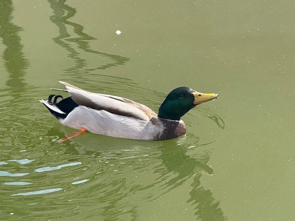 A pond in Balboa Park, San Diego