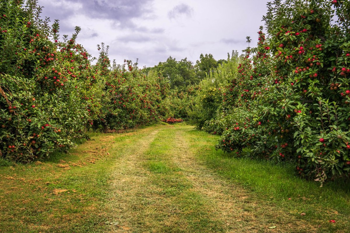 An apple orchard in the Vermont hills
