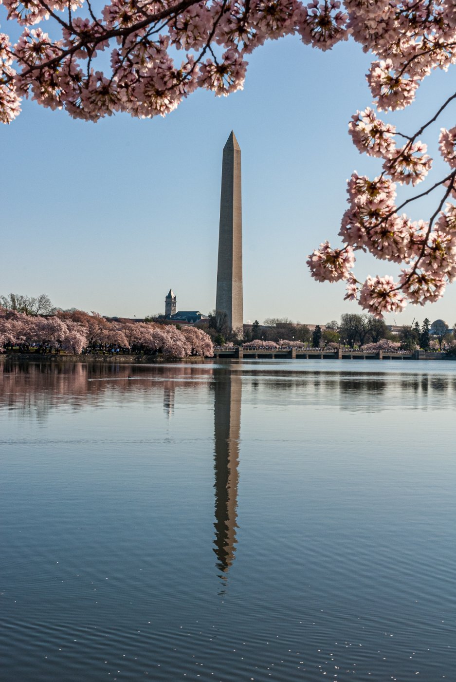 The Washington Monument reflected in the Tidal Basin, framed by cherry blossoms