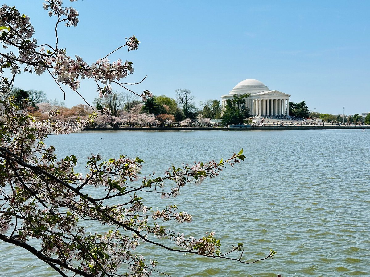 The Jefferson Memorial framed by cherry blossoms in Washington, DC