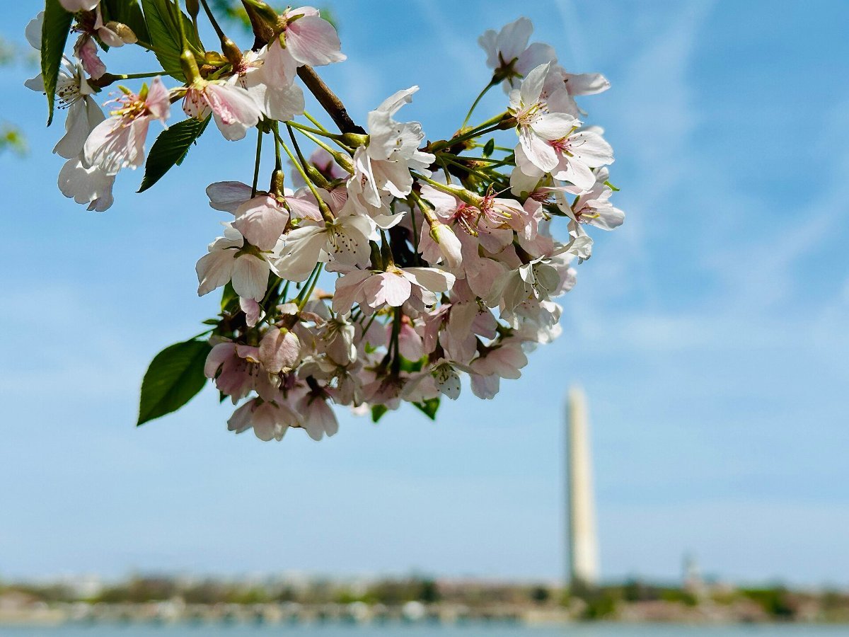 The Washington Monument during cherry blossom season