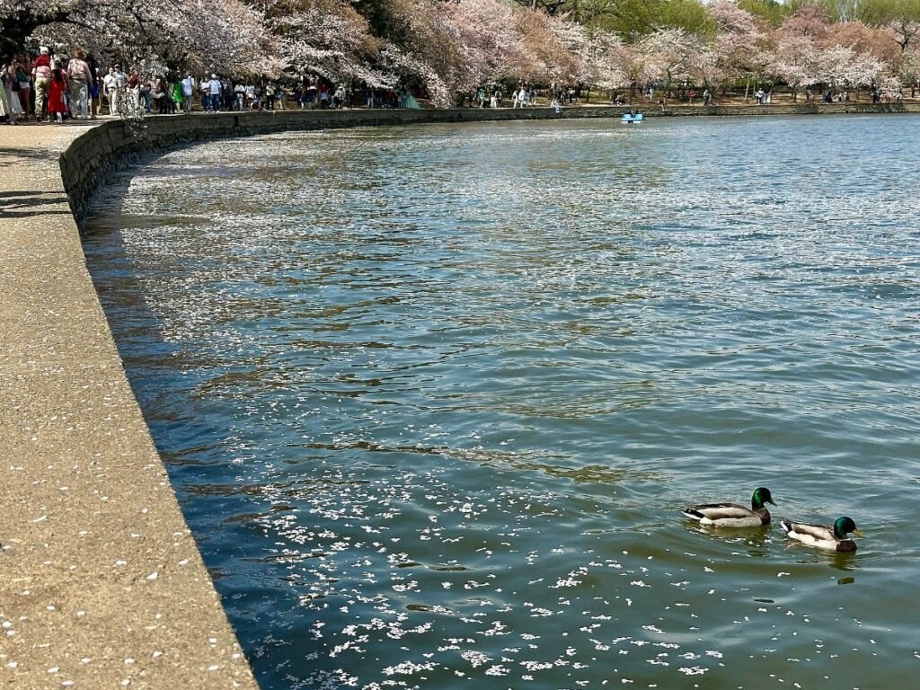 Cherry blossoms around the Tidal Basin in Washington, DC