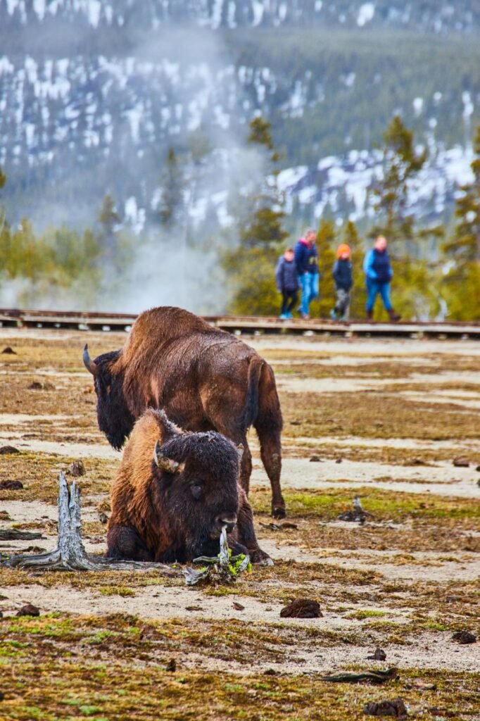 Bison in a Yellowstone basin with visitors on the boardwalk beyond