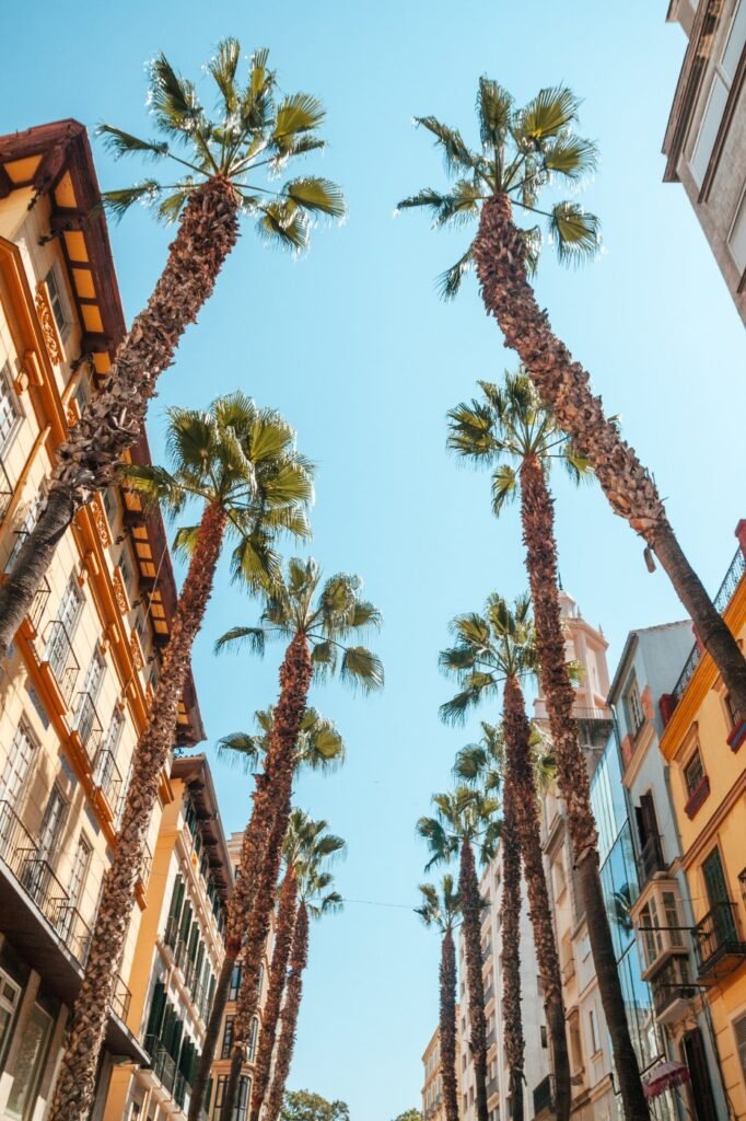 Palm trees in the shopping district of Malaga, Spain